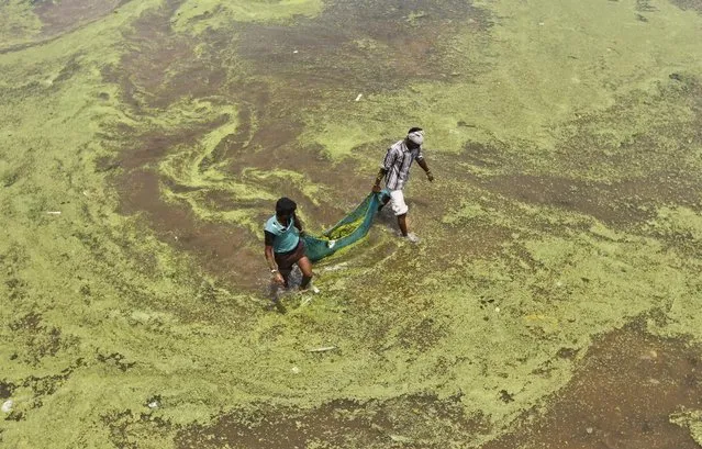 Workers carry algae as they clean the polluted waters of river Sabarmati on World Environment Day in Ahmedabad June 5, 2013. (Photo by Amit Dave/Reuters)