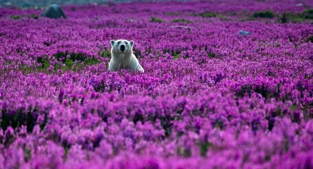 Beautiful polar bears captured in between the purple fireweed during the height of summer in Churchill, in Manitoba, Canada in August 2022. The usual habitat of these polar bears is snow-where to be seen as they frolic in fields of beautiful purple fireweed – with not a block of ice to be seen around them. The arctic creatures are usually pictured in freezing white terrain but in rarely seen images, they were captured enjoying a warmer climate at the height of summer. (Photo by Martin Gregus/Animal News Agency)