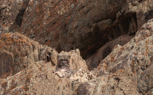 A snow leopard is sighted atop a hill near Gya village on the outskirts of Leh, on March 30, 2025. (Photo by Mohd Arhaan Archer/AFP Photo)