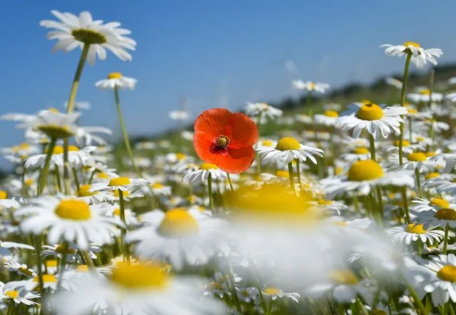 Flowers bloom on a meadow near Jacobsdorf, eastern Germany, on May 20, 2014. Meteorologists forecast warm and sunny weather for the following days in wide parts of the country. (Photo by Patrick Pleul/AFP Photo/DPA)