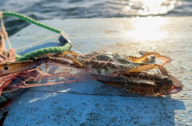 A blue crab is caught in the net of fisherman Ahmed Chelli, around Tunisia's Kerkennah Islands, off Sfax, Tunisia on October 23, 2022. (Photo by Jihed Abidellaoui/Reuters)