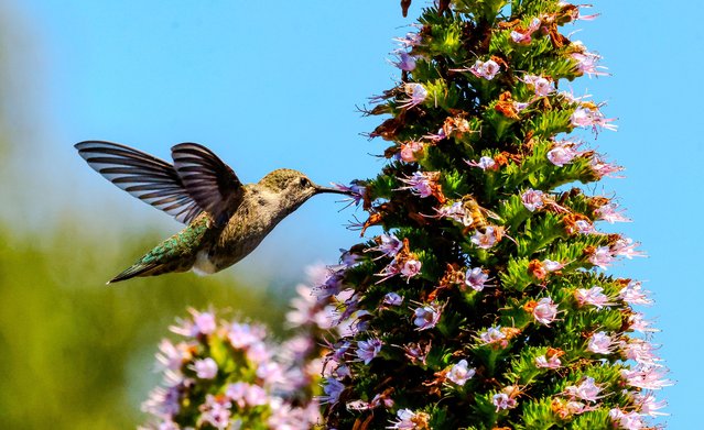 Hummingbird on a Hope Ranch estate in Santa Barbara, Ca sipping nectar from the violet flowers called Pride of Madeira on April 27, 2025. (Photo by Amy Katz/ZUMA Press Wire/Rex Features/Shutterstock)