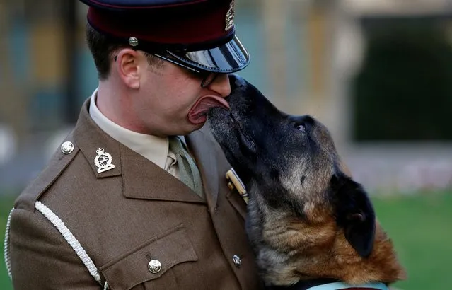 British Military Working Dog Mali poses for a photograph with his handler, Cpl. Daniel Hatley, after receiving the PDSA Dickin Medal, the animal equivalent of the Victoria Cross, for his heroic action in Afghanistan, in London, Britain November 17, 2017. (Photo by Peter Nicholls/Reuters)