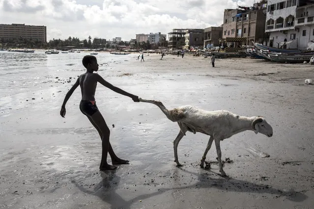 A young sheep farmer drags one of his sheep toward the sea in order to clean it in Dakar on July 28, 2020, ahead of the Muslim Eid al-Adha (Festival of Sacrifice), known as Tabaski in Western Africa. Sheep farmers are starting to fill the streets of the Senegalese capital with their sheep ahead of the festival, when prices of their anmials can range from one hundred thousand West African Francs(CFA) to four million CFA (7000 US dollars). (Photo by John Wessels/AFP Photo)