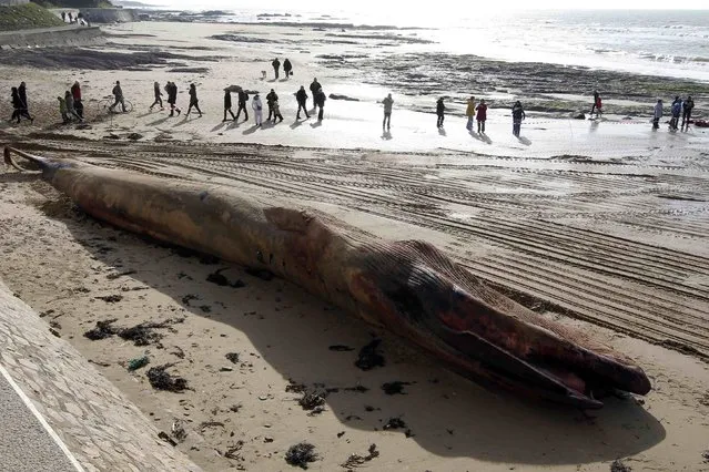 People look at a 18 meter long deceased whale which was discovered on the beach early this morning in Les Sables d'Olonne, western France, January 25, 2013. (Photo by Stephane Mahe/Reuters)