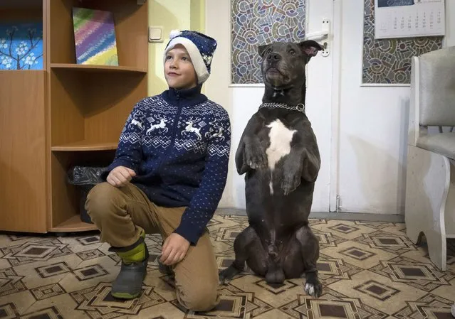 A boy poses for photo with an American Pit Bull Terrier "Bice" in the Center for Social and Psychological Rehabilitation in Boyarka close Kyiv, Ukraine, Wednesday, December 7, 2022. Bice is an American pit bull terrier with an important and sensitive job in Ukraine — comforting children traumatized by the war. The Center for Social and Psychological Rehabilitation is a state-operated community center where a group of people are trying to help those who have experienced a trauma after the Feb. 24 Russian invasion, and now they are using dogs like Bice to give comfort. (Photo by Vasilisa Stepanenko/AP Photo)
