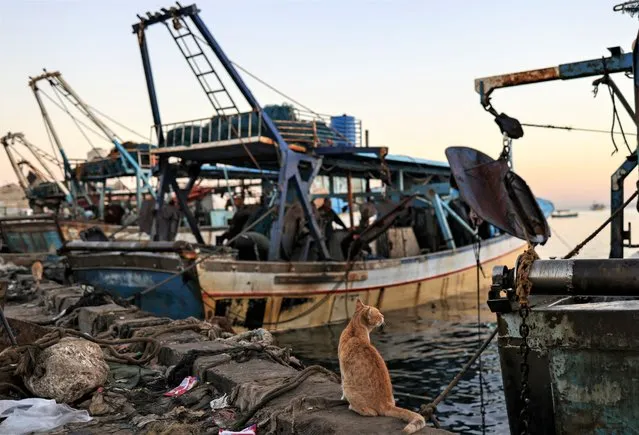 A cat waits to eat a fish on a boat the port in Gaza City early on December 1, 2022. (Photo by Ronaldo Schemidt/AFP Photo)