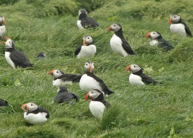 Atlantic Puffin Is AKA Puffins Or Puffin Birds