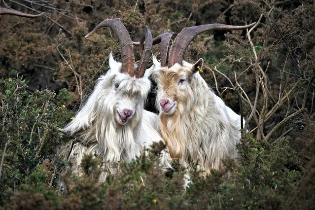 Cashmere goats graze on foliage as they wander through a compartment above the beach, on January 09, 2023 in Bournemouth, England. Bournemouth, Christchurch and Poole Council began their goat grazing scheme in 2020 on the East Cliff, overlooking Bournemouth beach. The aim is to encourage British feral goats to manage vegetation along the cliff tops naturally. Grazing by livestock is seen as the only long-term and viable solution for cliff management. Goats are very effective at controlling the growth of holm oak, the most harmful of the invasive exotic shrubs and trees on the cliffs and there has also been an increase in butterflies, lizards and native grassland cover. (Photo by Finnbarr Webster/Getty Images)