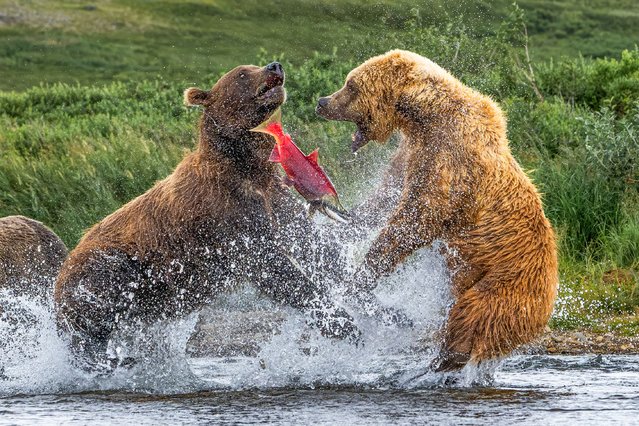 A pair of brown bears fight over a red salmon in Katmai National Park, in Alaska in the second decade of June 2025. (Photo by Sandy Nelson/Solent News & Photo Agency)