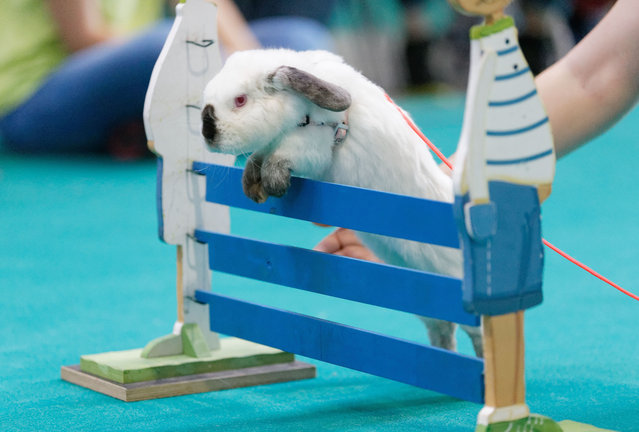 Rabbit showjumping at an animal fair in Stuttgart, Germany, on November 16, 2014. (Photo by Action Press/Rex Features)