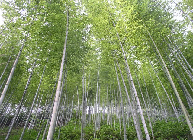 Anhui's “Bamboo Sea” where the film Crouching Tiger Hidden Dragon was filmed. (Photo by Tom Carter/The Atlantic)