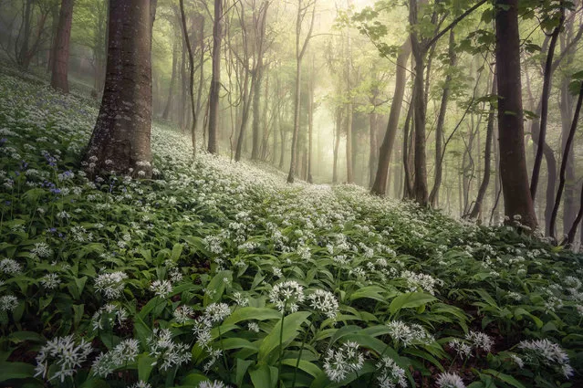 Woolland Woods, Dorset. Landscape photographer of the year 2020. “Taken in spring of 2018 in a wooded area close to Milborne St Andrew in Dorset, this was the third visit to the area in a matter of days. On the previous days, both devoid of morning mists, the light had been harsh and unappealing but the third day delivered stunning conditions with mist swirling through the trees. The low shooting position allowed more emphasis to be placed on the wild garlic and pathway”. (Photo by Chris Frost/UK Landscape Photographer of the Year 2020)