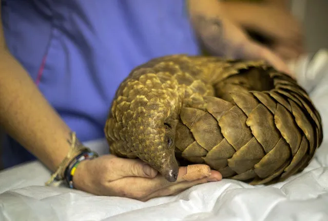 Veterinary nurse, Alicia Abbott, of the African Pangolin Working Group in South Africa examines a pangolin, at a Wildlife Veterinary Hospital in Johannesburg, South Africa, Sunday, October 18, 2020. The group have been rehabilitating pangolins rescued from poachers for nearly a decade. (Photo by Themba Hadebe/AP Photo)