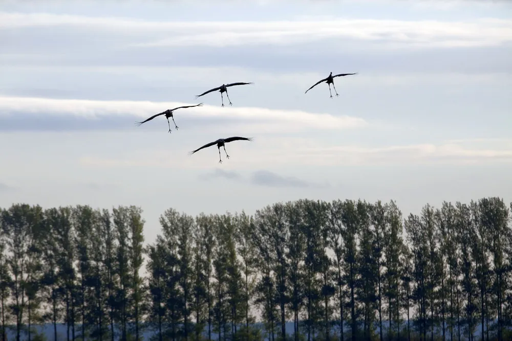 Some Photos: Silhouettes