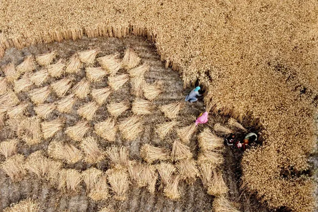 An aerial view of Pakistani farmers harvesting wheat crop at a field in Hyderabad, southern Sindh province, Pakistan on March 12, 2023. Pakistan is amongst the world's top ten producers of wheat, cotton, sugarcane, mango, dates and kinnow oranges, and is ranked 10th in rice production. Major crops (wheat, rice, cotton and sugar cane) contribute around 4.9 per cent, while minor crops contribute 2.1 percent to the country's total GDP. (Photo by Shakeel Ahmed/Anadolu Agency via Getty Images)