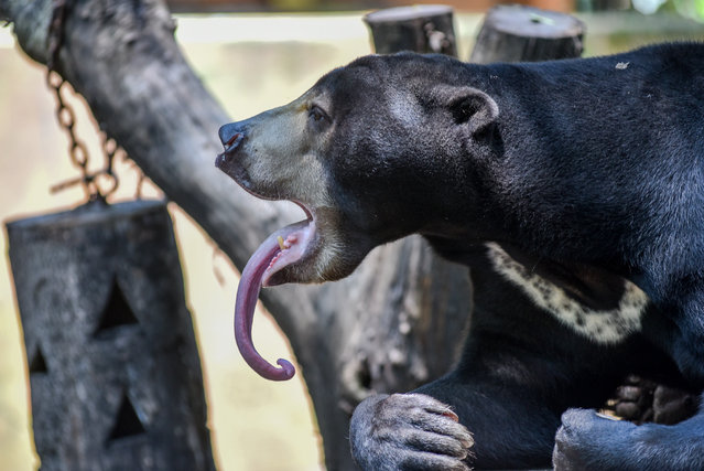 This honey bear at Bandung Zoo in Indonesia is facing an uncertain future. The zoo has been closed since August 6 due to a management dispute, leaving about 700 animals vulnerable and at risk of starvation. (Photo by ZUMAPRESS.com/Avalon)