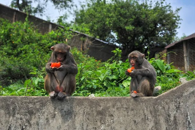 Rhesus Macaque monkeys are sitting on the wall eating Tomatooes at the Shrine of Hazrat Chasni Pir (R) premisis, that are waiting to visitors whos bringing some foods in Sylhet, Bangladesh on April 4, 2023. Most of the Monkeys are starving if adequate visitors not come frequently. Hazrat Chashni Pir was a geologist and he was the closest companion of Hazrat Shah Jalal. He had a pet monkey. When Hazrat Chashni Pir died, monkeys started breeding and his tomb became famous for monkeys. Visitors who believe that if the monkeys accept their food offerings, their supplications become fulfilled. (Photo by Md Rafayat Haque Khan/ZUMA Press Wire/Rex Features/Shutterstock)