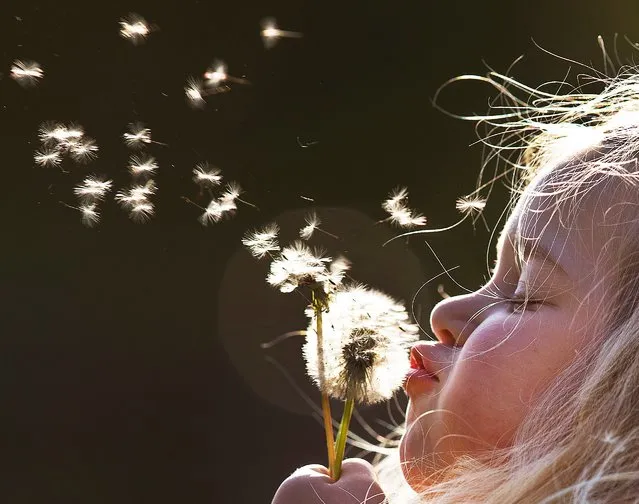 A young girl blows dandelion seeds in the air in a park in Frankfurt, Germany, on a sunny Thursday, May 3, 2018. (Photo by Michael Probst/AP Photo)