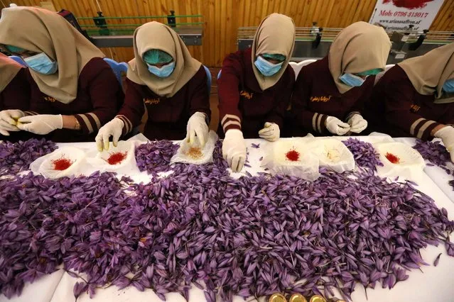 Afghan women collect Saffron from flowers at a facility in  Herat, Afghanistan, 04 November 2015. Saffron, the world's most costly spices by weight, is seen as alternative to poppy cultivation. Saffron is well-known for its color, flavor and medicinal properties. (Photo by Jalil Rezayee/EPA)