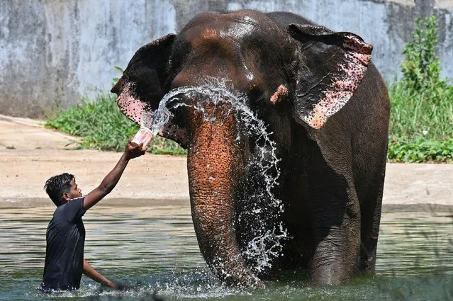 A worker pours water on an elephant on a hot summer day at the Veermata Jijabai Bhosale Udyan and Zoo in Mumbai on May 2, 2023. (Photo by Punit Paranjpe/AFP Photo)