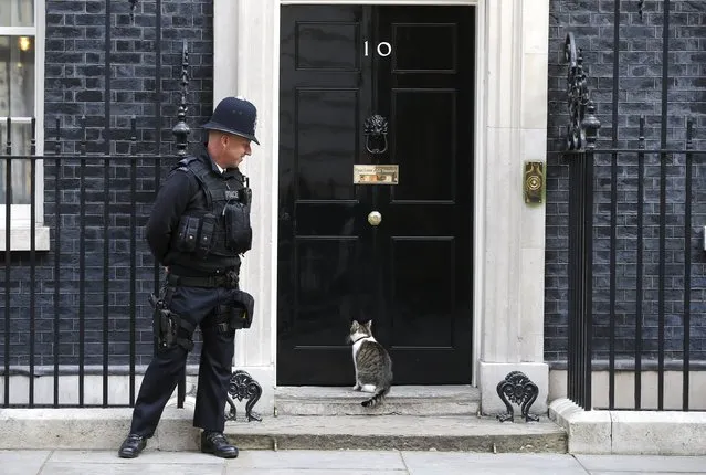 Larry the Downing street cat waits to enter number 10, London, Britain September 7, 2015. (Photo by Peter Nicholls/Reuters)