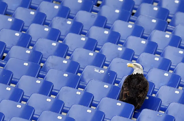 Lazio's mascot, a white headed eagle called Olimpia, lands in the stands before the start of the Italian Serie A soccer match against Napoli at the Olympic stadium in Rome January 18, 2015. (Photo by Alessandro Bianchi/Reuters)
