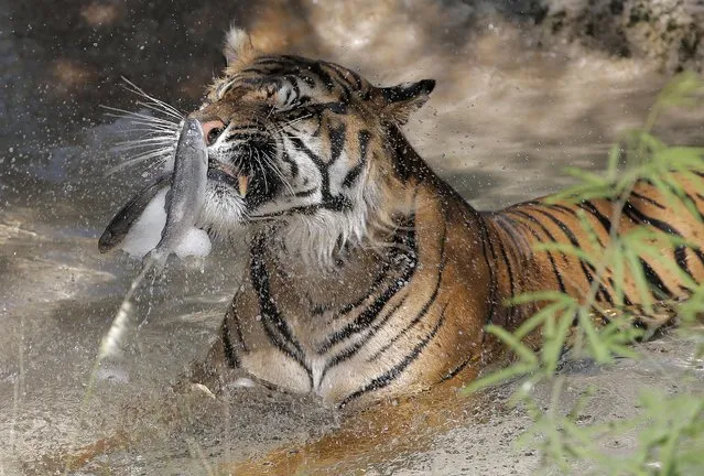 Jai, a tiger at the Phoenix Zoo, breaks apart frozen trout while sitting in his pool to keep cool, June 29, 2013 in Phoenix. Excessive heat warnings will continue for much of the Desert Southwest as building high pressure triggers major warming in eastern California, Nevada, and Arizona. Dangerously hot temperatures are expected across the Arizona deserts throughout the week with a high of 118 Friday. (Photo by Matt York/AP Photo)