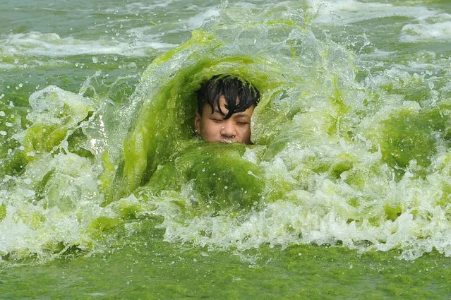 A boy plays on a algae-covered beach in Qingdao, Shandong province, China July 18, 2016. (Photo by Reuters/Stringer)