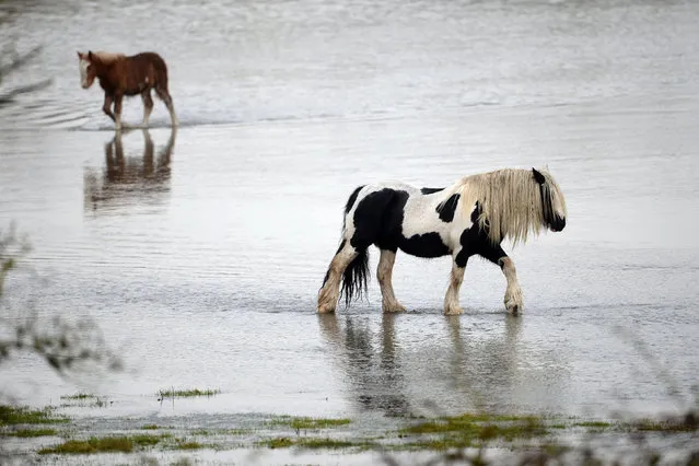 Horses trod through flood water in Barrow upon Soar in Leicestershire, England on November 21, 2016. (Photo by John Giles/PA Wire)