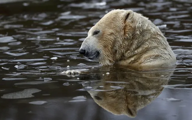 Walker a seven year old polar bear plays in an icy pond at the RZSS Highland Wildlife Park in Kincraig, Kingussie, Scotland, Britain November 30 2016. (Photo by Russell Cheyne/Reuters)