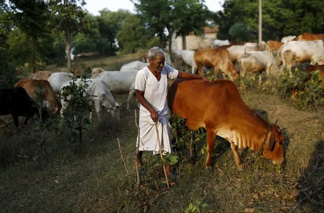 Tiharu Ram, 70, a follower of Ramnami Samaj, who has tattooed the name of the Hindu god Ram on his face, walks with his cattle in a field in the village of Chandlidi, in the eastern state of Chhattisgarh, India, November 16, 2015. (Photo by Adnan Abidi/Reuters)