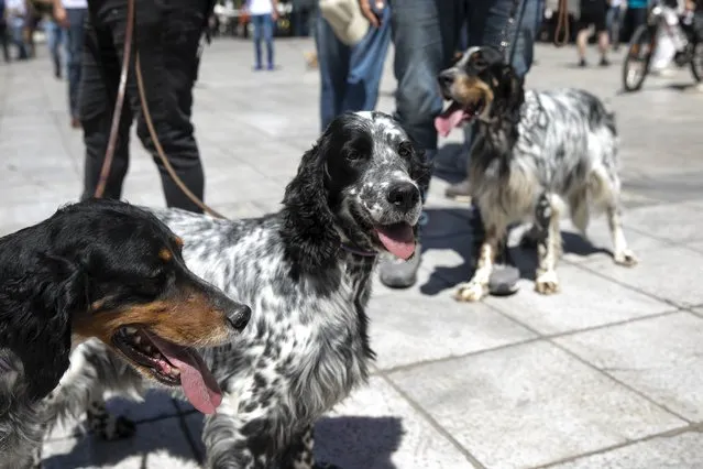 Dogs with their owners are seen during a rally against a proposed law by the government related to household pets, at Syntagma square, in Athens, Sunday, May 23, 2021. Several hundred dog owners, most of them also hunters, and their pets, protested outside the Greek Parliament Sunday against a new law, still at the consultation stage, that mandates sterilization of household pets. (Photo by Yorgos Karahalis/AP Photo)
