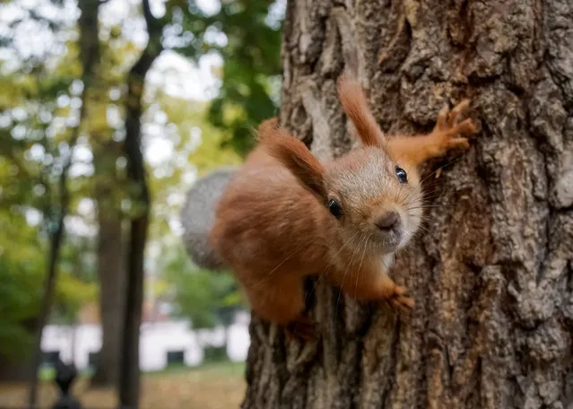 A squirrel clambers on a tree at a park in autumn foliage in Almaty, Kazakhstan October 15, 2018. (Photo by Shamil Zhumatov/Reuters)