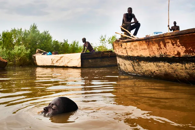 A Malian digger dives in the waters of the Niger River to collect sand near Kangaba, in Mali' s southwestern Koulikoro region, on October 2, 2018. (Photo by Michele Cattani/AFP Photo)