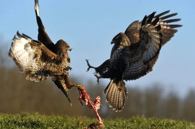 A photo made available on 26 January 2016 shows common buzzards (Buteo buteo) fighting over food in Pacsmagi-tavak Nature Reserve near Tamasi, 143 kms southeast of Budapest, Hungary, 18 January 2016. (Photo by Attila Kovacs/EPA)