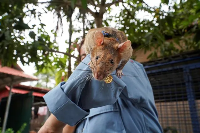 Magawa, the recently retired mine detection rat, plays with his previous handler So Malen at the APOPO Visitor Center in Siem Reap, Cambodia, June 10, 2021. The new rat batch replaces a recently retired group that includes Magawa, who found 71 landmines and 28 UXO during his five-year career, according to APOPO, an international organization that specializes in detecting landmines and tuberculosis. Magawa received a gold medal last year from Britain's People's Dispensary for Sick Animals for “lifesaving bravery and devotion to duty”. (Photo by Cindy Liu/Reuters)