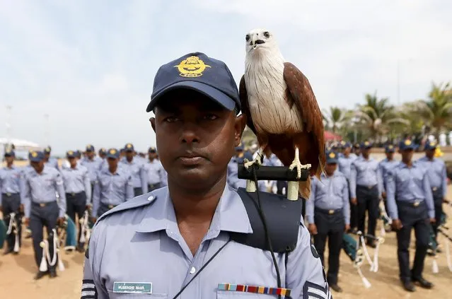 An eagle, the symbol of Sri Lanka's Air Force stands on a soldier's shoulder at a parade during a rehearsal for Sri Lanka's 68th Independence day celebrations in Colombo, February 2, 2016. (Photo by Dinuka Liyanawatte/Reuters)
