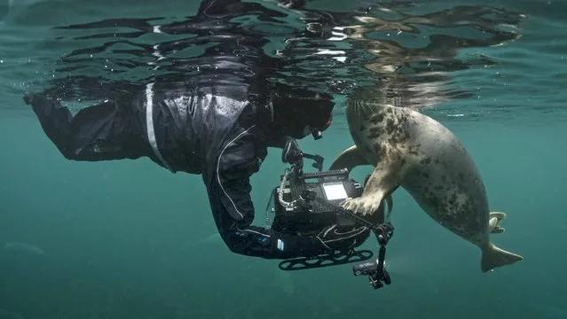 A seal cuddles the camera underwater. (Photo by Ellen Cuylaerts/Caters News Agency)