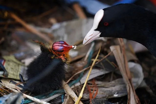 A young coot chick receives food from its mother in a nest made of plastic litter debris on the River Thames near Canary Wharf in London on Sunday, July 4, 2021. (Photo by Victoria Jones/PA Images via Getty Images)