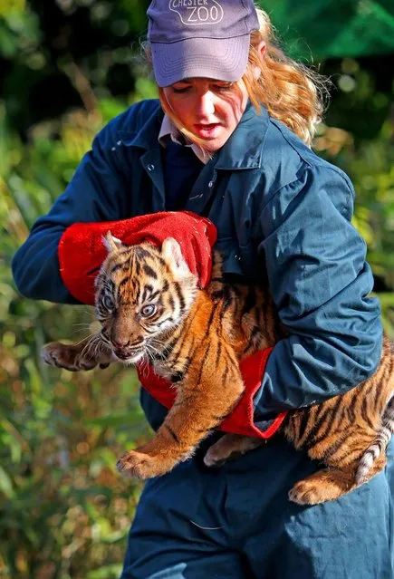 A vet from Chester Zoo catches one of the male as yet unnamed 12 week old  Sumatran Tiger Cubs born earlier this year to identify what s*x he and to vaccinate him on March 27, 2015. The three cubs, born in January to mum Kirana and dad Fabi, were found to be two males and one female. (Photo by Peter Byrne/PA Wire)