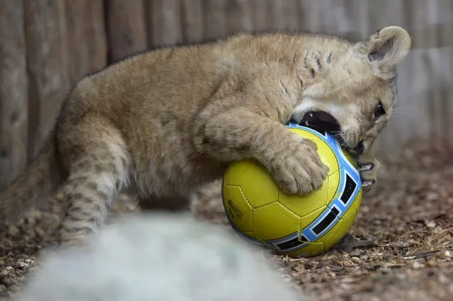 Ono of two fourteen-week old Barbary lions (Panthera leo leo), a male named Ramzes and a female named Zara, plays with a ball after a naming ceremony at the Bojnice Zoo April 4, 2015. (Photo by Radovan Stoklasa/Reuters)