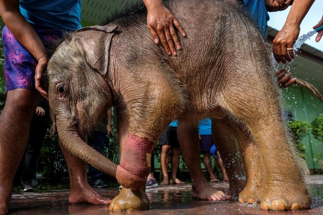 Handlers wash Fah Jam, a five-month-old baby elephant, before a hydrotherapy treatment as part of a lengthy rehabilitation process to heal her injured front left foot at a rehabilitation center in Pattaya, Thailand January 5, 2017. (Photo by Athit Perawongmetha/Reuters)