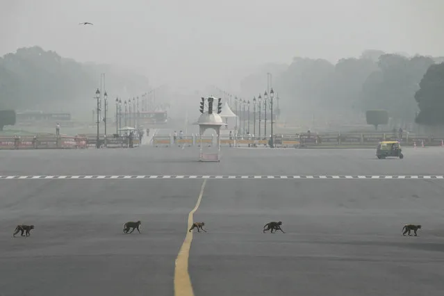 Monkeys walk across a street, amid heavy smog conditions in New Delhi on November 24, 2023. (Photo by Money Sharma/AFP Photo)
