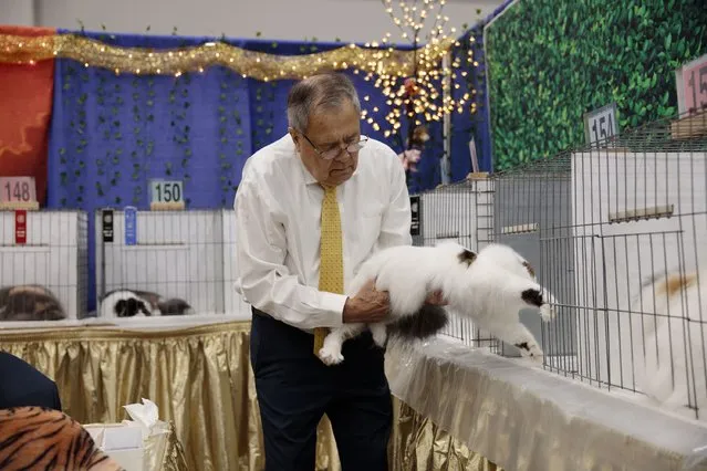 Kenny Currle, judge with the Cat Fanciers Association and Regional Director of the Southern Region of the Cat Fanciers Association, takes a resisting long-haired cat from its cage to take it to the judging stage at the 85th Annual Cotton States Cat Show at the Gas South Convention Center in Duluth, Georgia on November 5, 2023. Currle became an approved allbreed judge in 1988. (Photo by Kendrick Brinson)