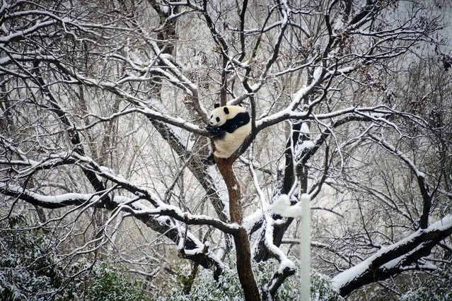 A giant panda rests on a tree at a zoo after a snow fall in Beijing, Monday, December 11, 2023. An overnight snowfall across much of northern China prompted road closures and the suspension of classes and train service on Monday. (Photo by Chinatopix via AP Photo)