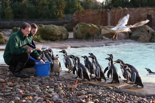 Keepers record the number of penguins during ZSL London Zoo's annual stocktake of animals on January 2, 2014 in London, England. The zoo's annual stocktake requires keepers to check on the numbers of every one of the 800 different animals species held, including every invertebrate, bird, fish, mammal, reptile, and amphibian.  (Photo by Oli Scarff/Getty Images)