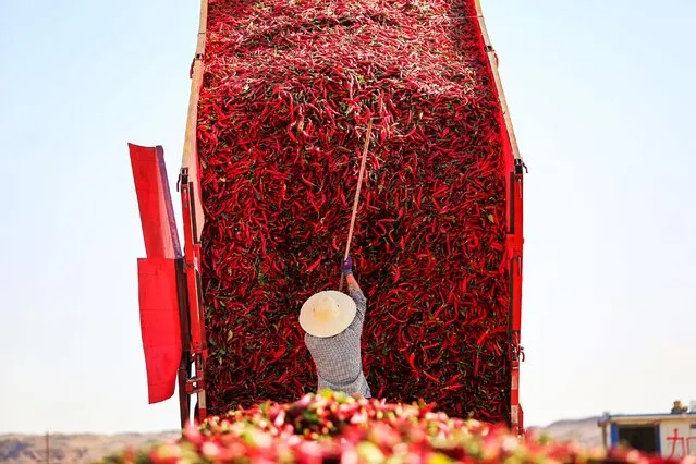 A farmer works on a red chilli drying field at Sandun township on September 21, 2021 in Jiuquan, Gansu Province of China. (Photo by Hou Chonghui/VCG via Getty Images)