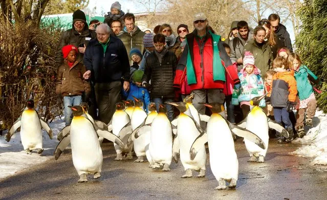 People follow king penguins exploring their outdoor pen, during a so-called 'penguin parade', when the animals walk outside their enclosure and the visitors can walk behind them, during sunny winter weather at Zurich's Zoo in Zurich, Switzerland January 28, 2017. (Photo by Arnd Wiegmann/Reuters)