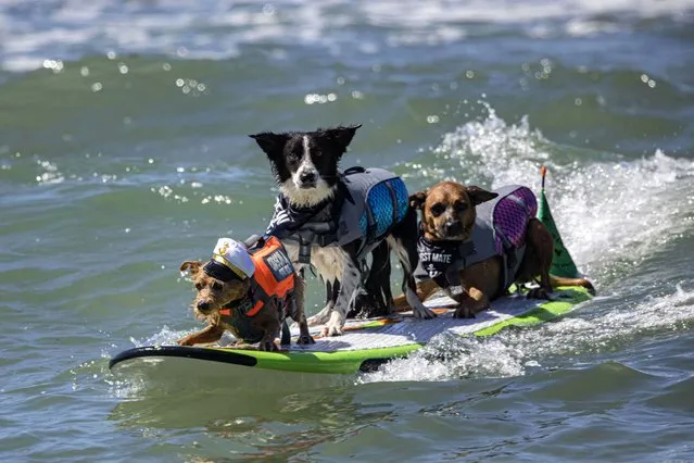 Surfing dogs participate in the 16th Annual Surf Dog Surf-A-Thon at Del Mar Dog Beach on September 12, 2021 in Del Mar, California. (Photo by Daniel Knighton/Getty Images)